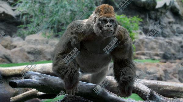 images/goods_img/20210312/3D Lowland Gorilla Fur (Rigged)/2.jpg